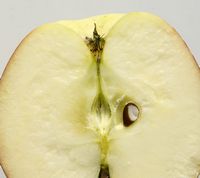 Red Fuji apple